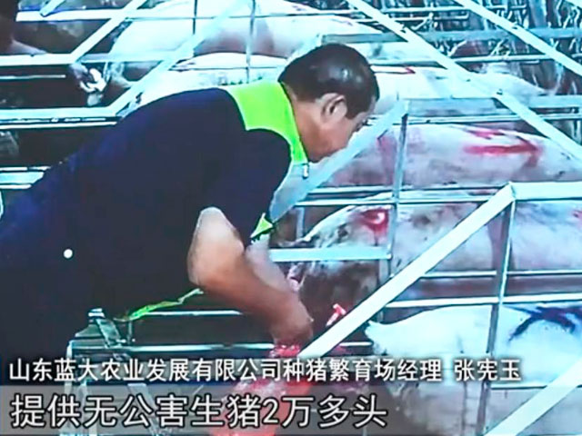 種豬繁育場