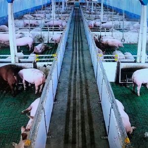 鄒城市錦成浩達(dá)畜禽養(yǎng)殖有限公司